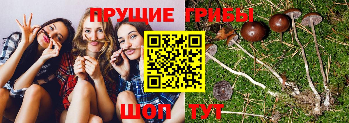 Псилоцибиновые грибы MAGIC MUSHROOMS  Вход с VPN  Галлюциногенные грибы Psilocybine cubensis  Борзя 